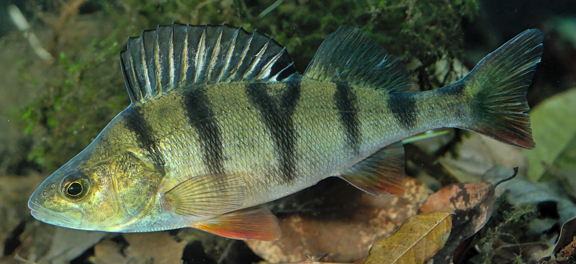 Ein Flussbarsch unter Wasser, von der Seite gesehen, mit dunklen Querbinden, hoher stacheliger Rückenflosse und rötlichen Bauch- und Afterflossen