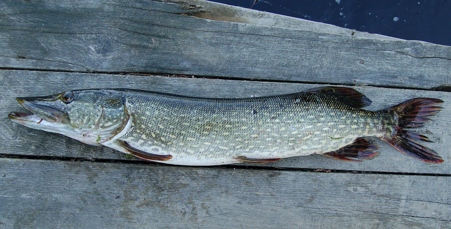 Gjedde på en brygge, sett fra siden, med lang grønnspraglete kropp, flat snute og ryggfinnen langt bak