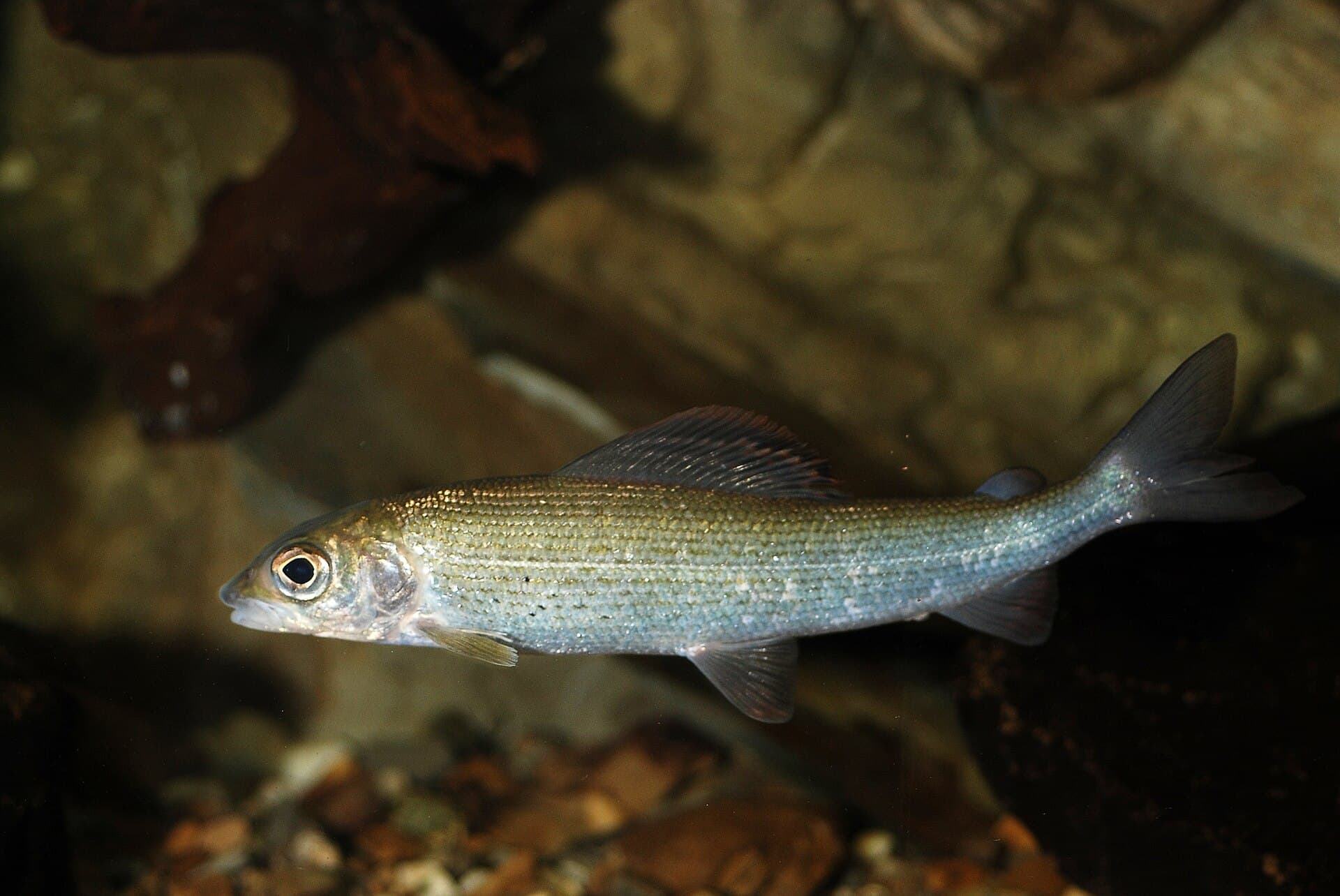 Eine Äsche unter Wasser, von der Seite gesehen, mit silbergrauem Körper, Längsstreifen und großer Rückenflosse
