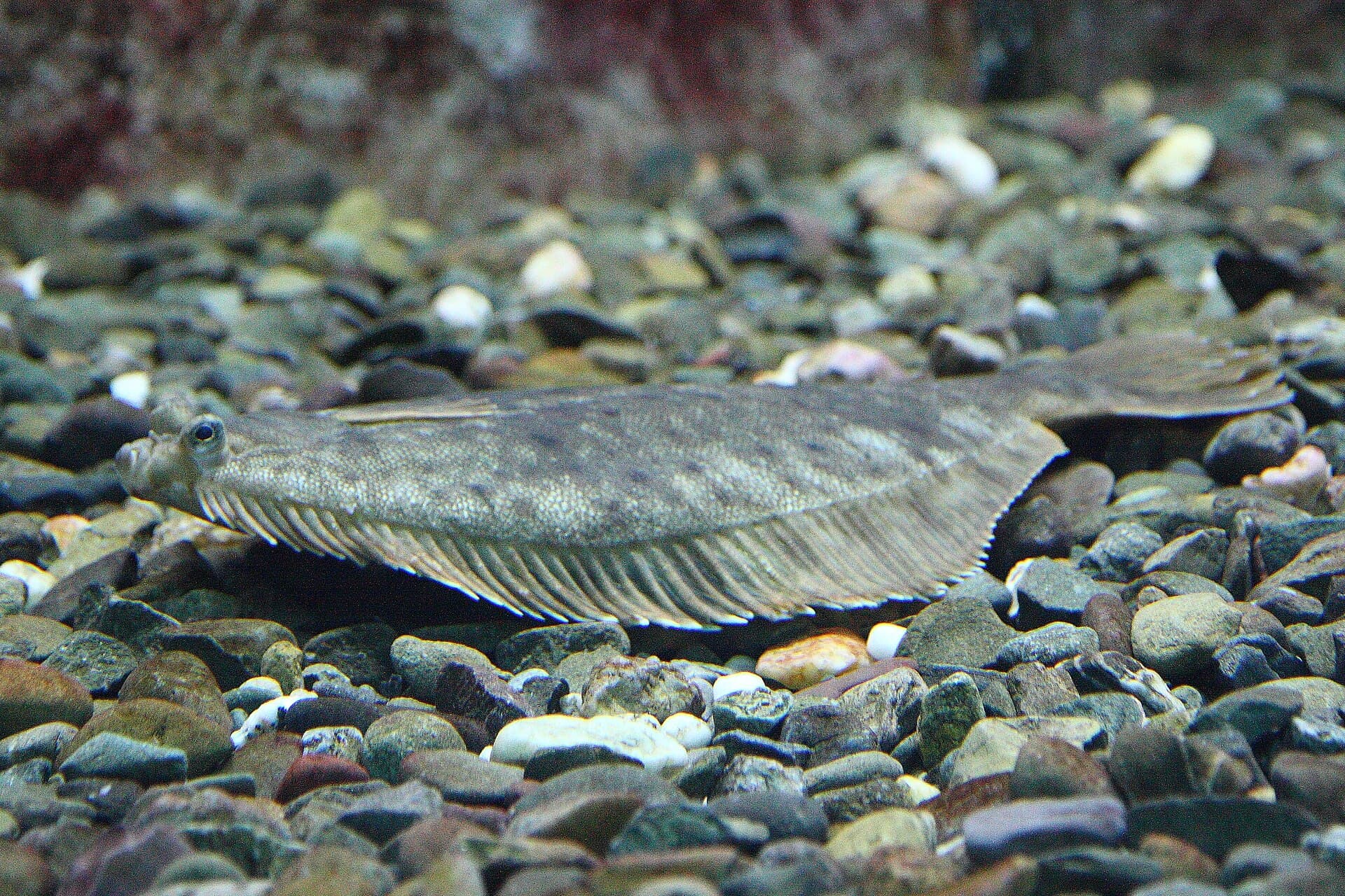 A halibut lying on a rocky bottom in an aquarium, seen from the side, with an elongated body, a grey-brown upper side and long dorsal and anal fins