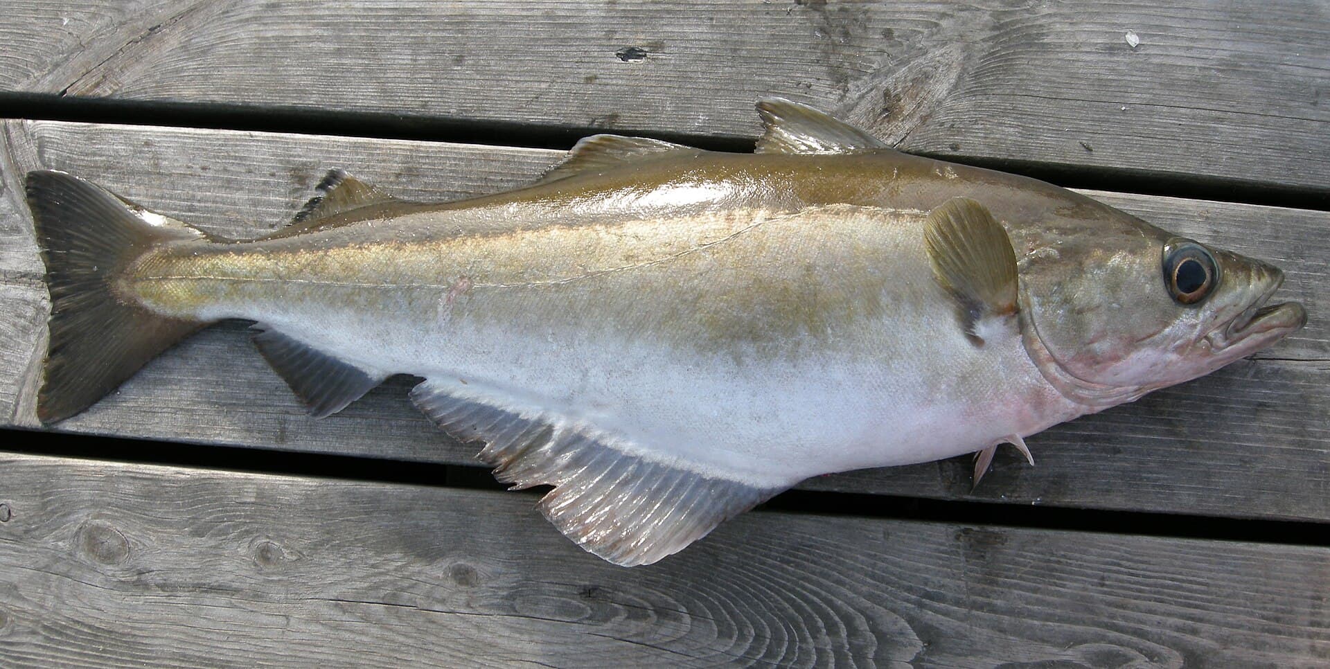 A pollack lying on a wooden jetty, seen from the side, with an underbite