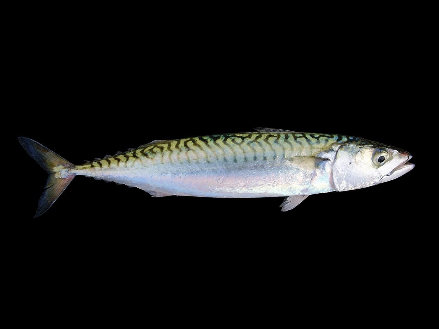 Freshly caught mackerel photographed from the side against a black background