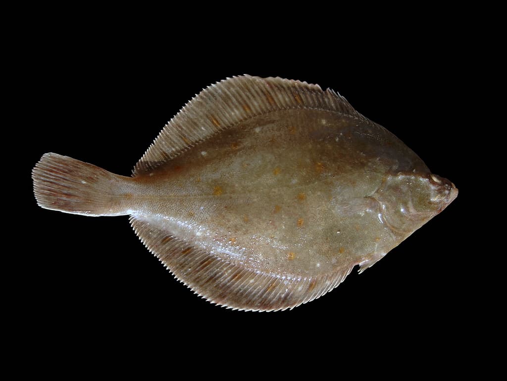 Eine Scholle von oben vor schwarzem Hintergrund, mit brauner Oberseite und kleinen orangefarbenen Flecken sowie langen Rücken- und Afterflossen rund um den ganzen Körper