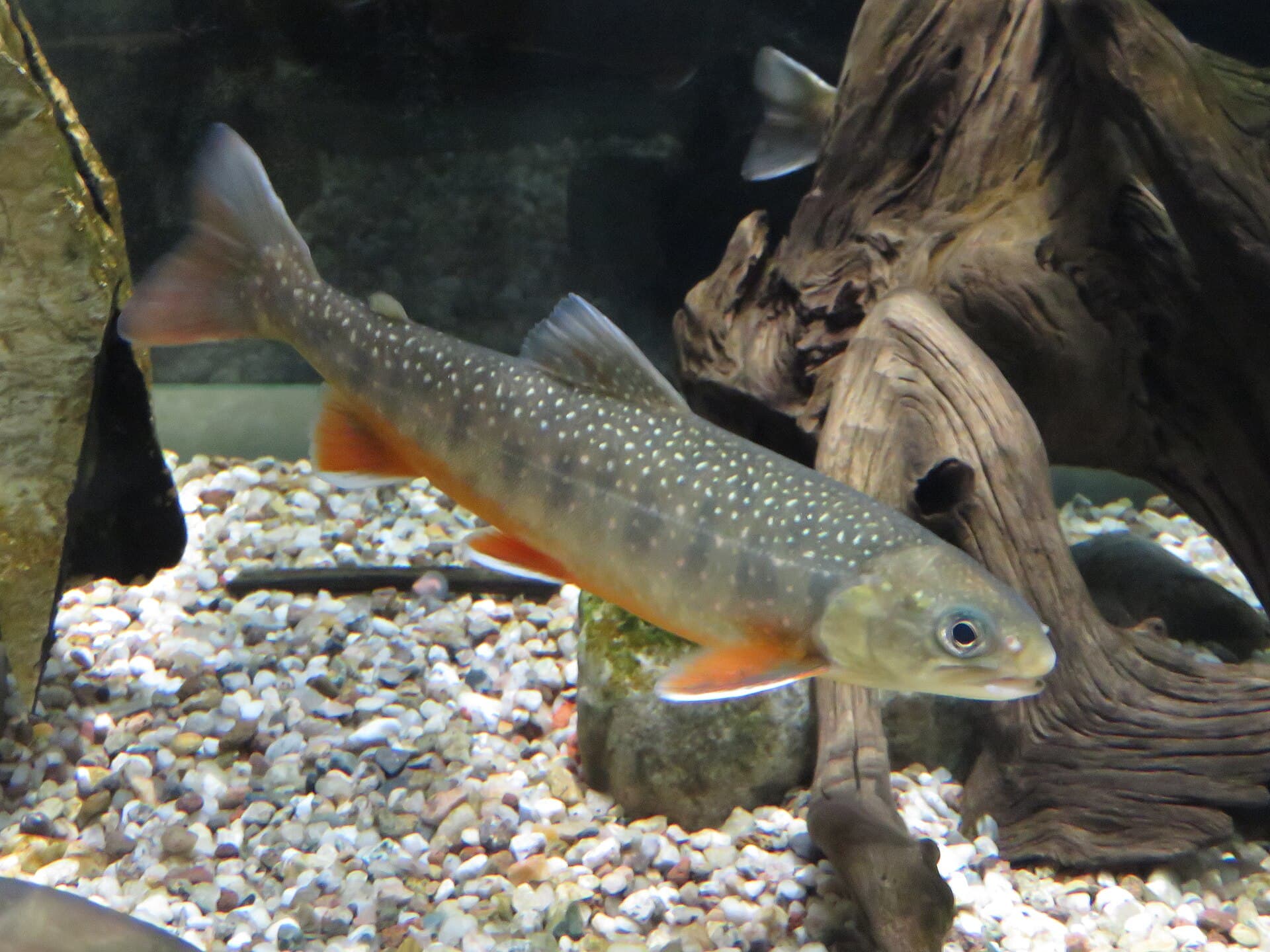 An Arctic char in an aquarium, with a dark back with pale spots, an orange-red belly and white-edged fins
