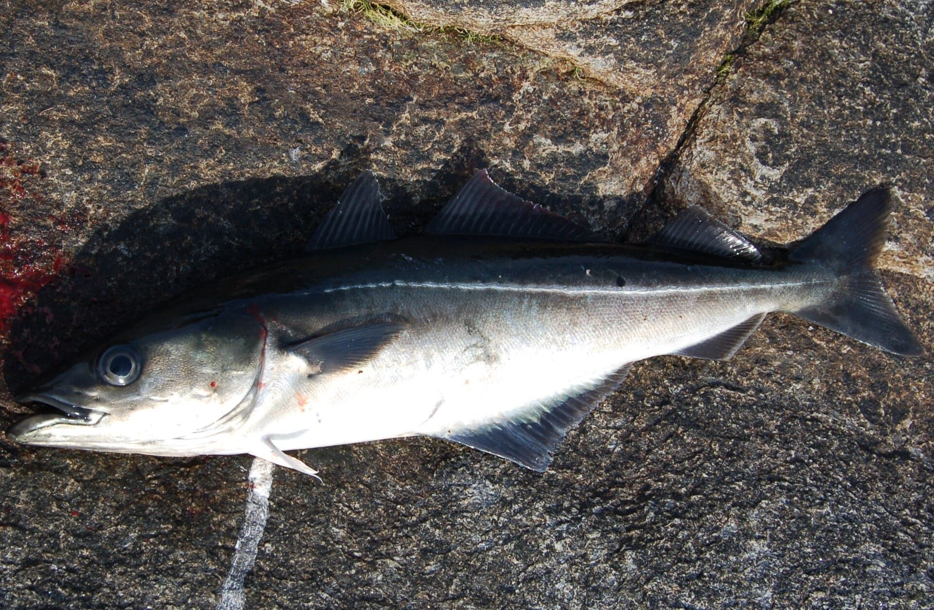 Sei på et svaberg, sett fra siden, med lys og nesten rett sidelinje