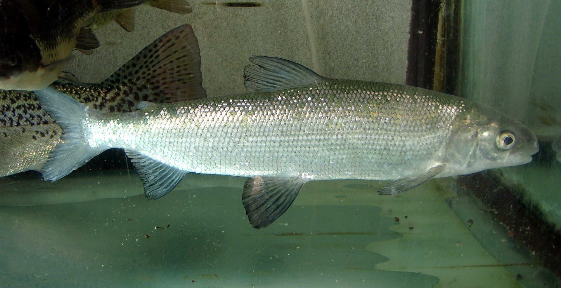 Eine Maräne in einem Aquarium, von der Seite gesehen, mit glänzend silbernem Körper, großen Schuppen und gegabelter Schwanzflosse