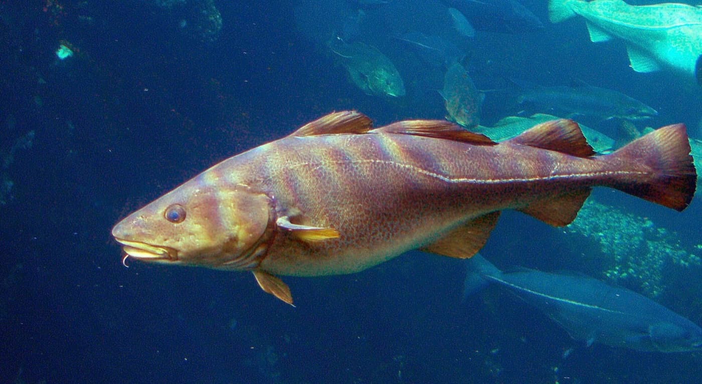 Ein Kabeljau schwimmt in einem großen Aquarium, von der Seite gesehen